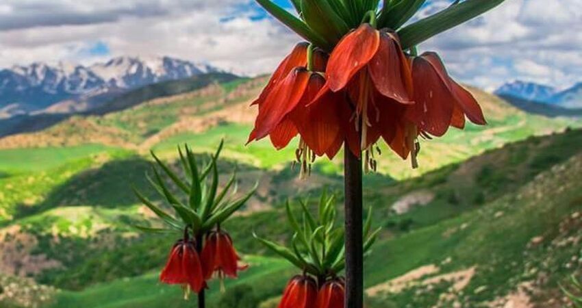 Kemaliye Tunceli Hakkari