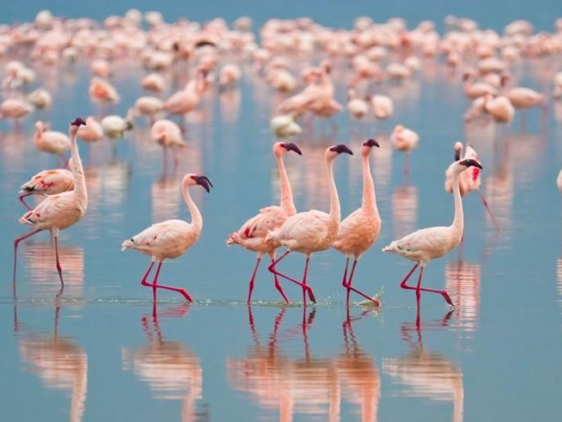 Flamingo Yolundan Göller yöresine Gül toplama Turu